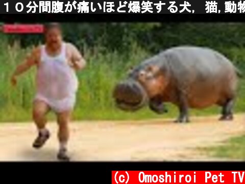 １０分間腹が痛いほど爆笑する犬, 猫,動物のおもしろハプニング #20  (c) Omoshiroi Pet TV